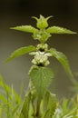 White Dead-nettle - Lamium album