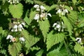 White Dead-nettle - Lamium album, Norfolk, England, UK