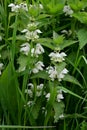 White Dead-nettle - Lamium album, Norfolk, England, UK