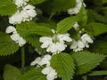 White dead-nettle, Lamium album, weed blooming close-up, selective focus, shallow DOF Royalty Free Stock Photo