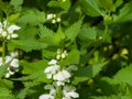 White dead-nettle, Lamium album, in weed blooming close-up, selective focus, shallow DOF Royalty Free Stock Photo