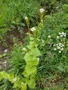 White Dead-nettle - Lamium album