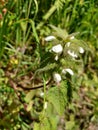 White Dead-nettle - Lamium album