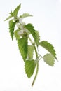 White dead-nettle in nature on white