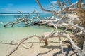 White dead tree in the water of whitehaven beach in Australia Royalty Free Stock Photo