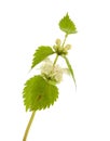 White deadnettle