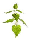 White Deadnettle