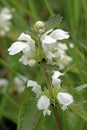 White Deadnettle close up image