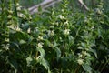 White Deadnettle