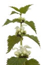 White Deadnettle, Lamium album