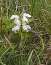White deadnettle, Lamium album, flowering in Northumberland, UK