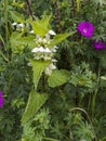 White deadnettle, Lamium album, flowering in Northumberland, UK