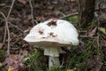 Death cap mushroom between leaves and moss in a deciduous forest