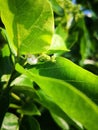 White Death Crab Spider