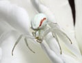 White death Crab spider Misumena vatia