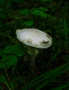 White death cup.mushroom growing in a green rain forest