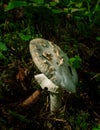 White death cup.mushroom growing in a green rain forest