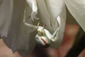 White death Crab spider Misumena vatia