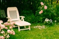 White deckchair in the garden among pink roses, romantic settings