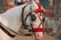 White decorated horse in the parade Royalty Free Stock Photo