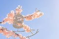 White decorative bird cage hanging on branch of blooming apple tree on sky background. Spring city decoration Royalty Free Stock Photo