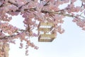 White decorative bird cage hanging on branch of blooming apple tree on sky background. Spring city decoration Royalty Free Stock Photo