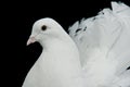 White decorative dove portrait