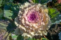 White decorative kale flower with saturated pink core and veiny dark green leaves blooming in spring Royalty Free Stock Photo