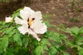 White decorative peony tree in bloom. How to care for peony tree concept