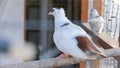 White decorative pigeon sitting on a pole Royalty Free Stock Photo