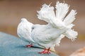 White decorative pigeons with a beautiful lush tail.