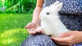 White decorative rabbit with blue eyes in the arms of its mistress close-up banner. Rodent rabbit as a pet for a family with