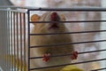 White decorative rat in the cage (Selected focus). Royalty Free Stock Photo