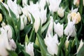 White decorative Sapporo Tulip hybrid flowers with spiky flexed petals, sunbathing in spring sunshine