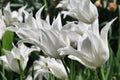 White decorative Sapporo Tulip hybrid flowers with spiky flexed petals