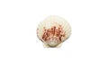 White decorative seashell isolated