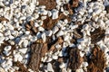 White decorative smooth stones and tree bark