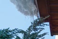 White deep snow with icicles slides from the brown roof of the house. Beautiful close-up twigs of Juniperus squamata Meyeri