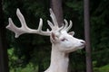 White deer Royalty Free Stock Photo