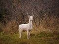 White deer albino stag albinism at animals roebuck