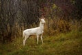 White deer albino stag albinism at animals roebuck