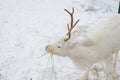 White deer closeup eats hay in the winter time Royalty Free Stock Photo