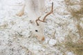 White deer closeup eats hay in the winter time Royalty Free Stock Photo