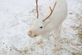 White deer closeup eats hay in the winter time Royalty Free Stock Photo
