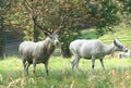 White deer couple Royalty Free Stock Photo