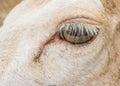 White Deer eye in Macro image. Royalty Free Stock Photo