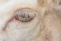 White Deer eye in Macro image. Royalty Free Stock Photo