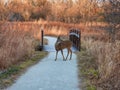 White deer in the forest: White-tailed deer doe comes out of the forest onto the gravel trail Royalty Free Stock Photo