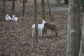 White Deer Herd