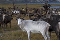 White deer in large herds.
